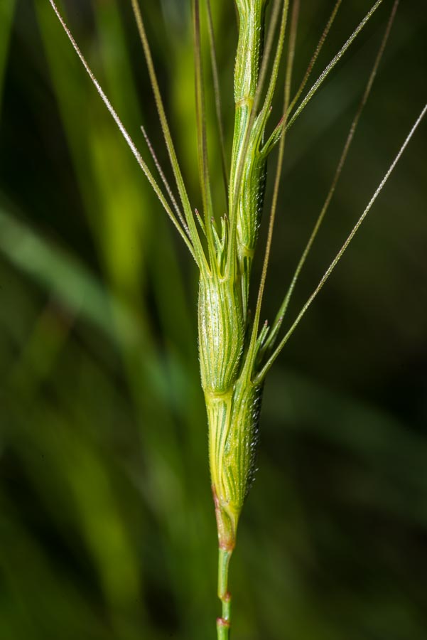 Aegilops triuncialis  (=Triticum triunciale) / Cerere allungata